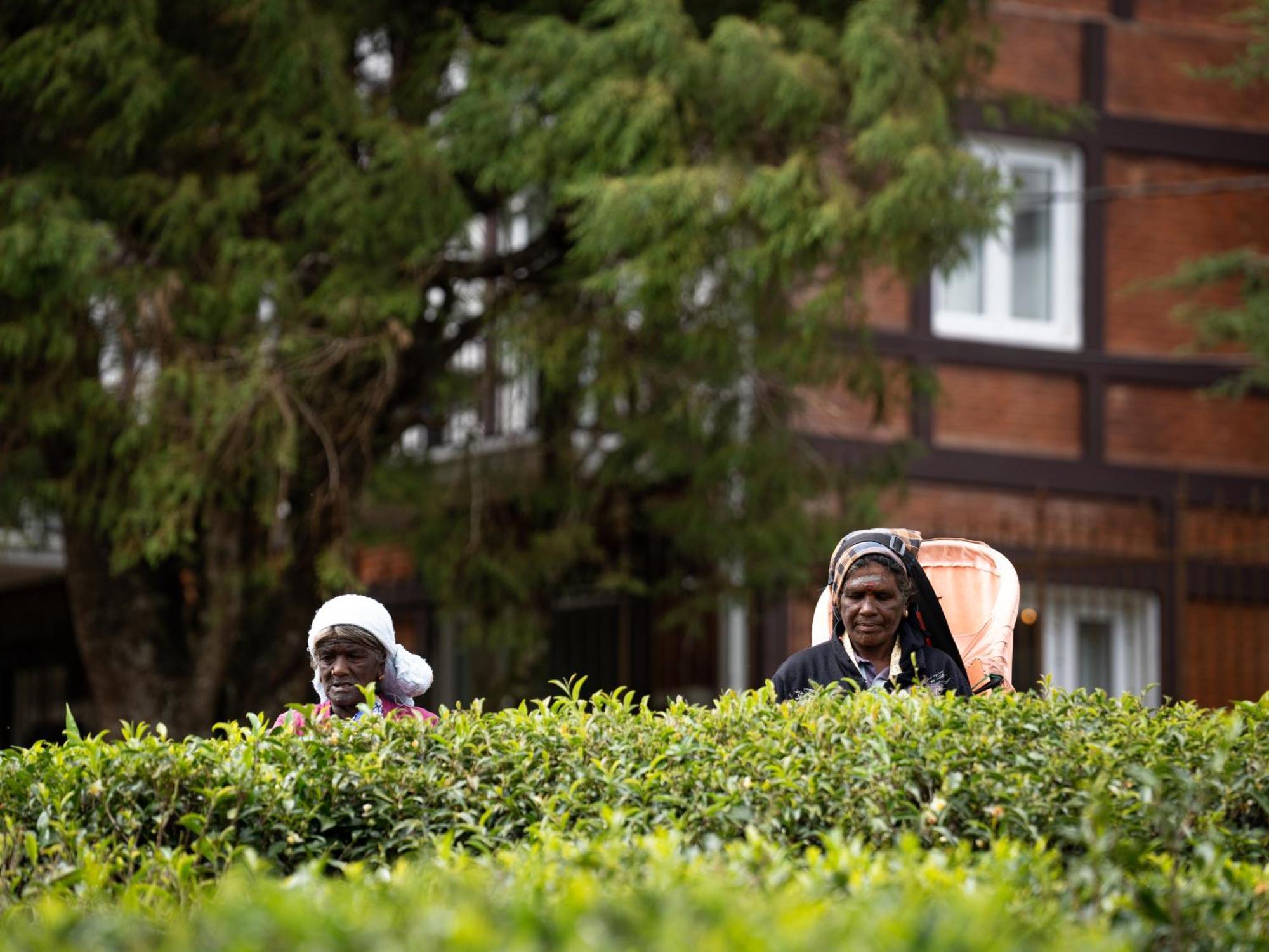 Winchester Little England Nuwara Eliya Buitenkant foto